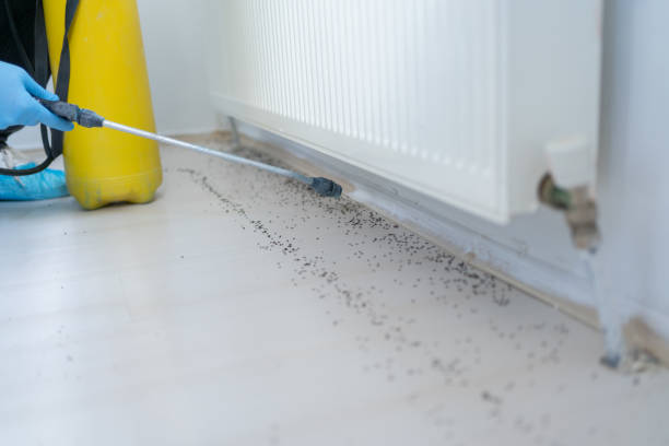 Best Residential Pest Control  in Carbon Cliff, IL