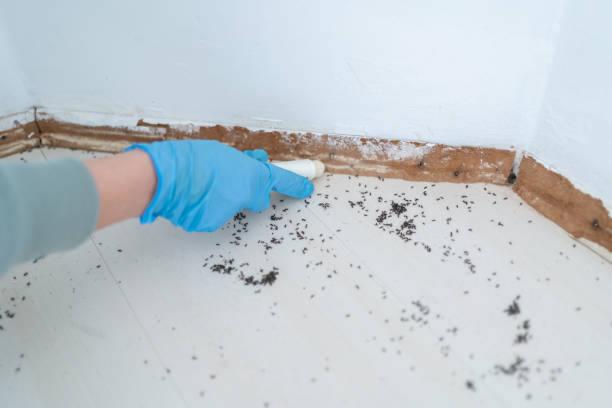 Best Affordable Pest Control Services  in Carbon Cliff, IL